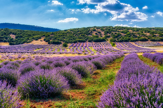 Lavender Fields