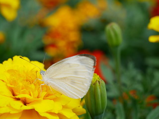 薔薇の蜜を吸うモンシロチョウ