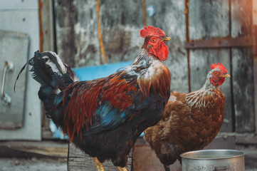 red rooster and hen in the village. pecking grain
