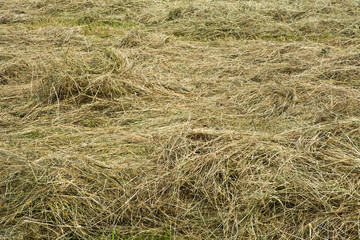 Fototapeta na wymiar Mowed dried grass on the meadow