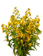 Bouquet of yellow wild flowers on white background