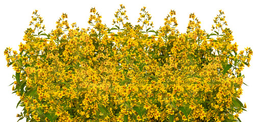 Yellow wild flowers in row on white background 