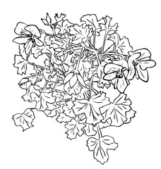 Vector illustration, isolated Pelargonium houseplant flowers with leafs in black and white colors, outline hand painted drawing