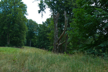 Park Bad Muskau