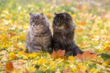 Naklejka na ściany i meble Portrait of beautiful gray kitty and old cat on the autumn walk