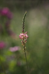 Wiesenpflanze Saat-Esparsette