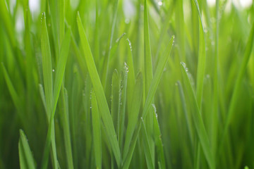 Fototapeta na wymiar Fresh green grass with dew drops closeup.Wallpaper, water droplets on the leaves. Natural background, water and green leaves with morning dew after rain. Close-up.