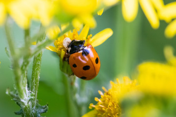 Marienkäfer sitzt auf einer Blüte