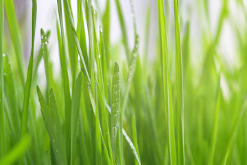 Fototapeta na wymiar Fresh green grass with dew drops closeup.Wallpaper, water droplets on the leaves. Natural background, water and green leaves with morning dew after rain. Close-up.