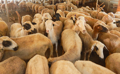 sheep farm for the production of milk