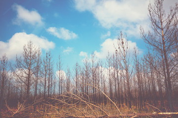 Ecological problem, dead trees. Dry pine trees against blue cloudy sky