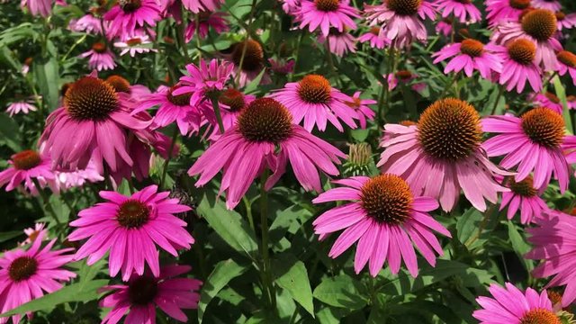 A mass of purple coneflowers, echinacea, sway in the summer breeze