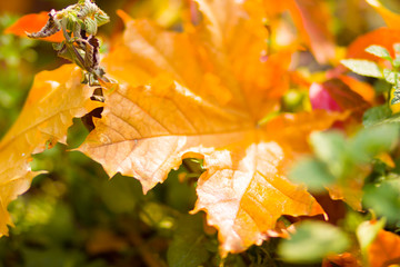 Yellow maple leaves on a blurred background. Yellow leaves on a tree. Golden leaves in autumn park. Copy space