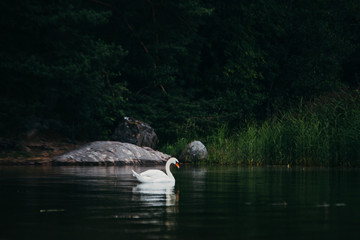 White swan on the green lake in Finland