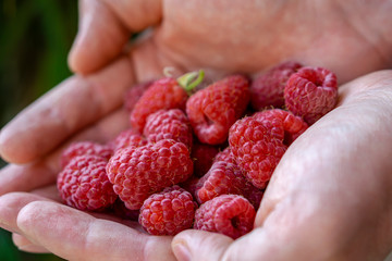 Frische Himbeeren in den Händen