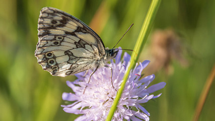 Macro of a butterfly of the marbled white on a flower