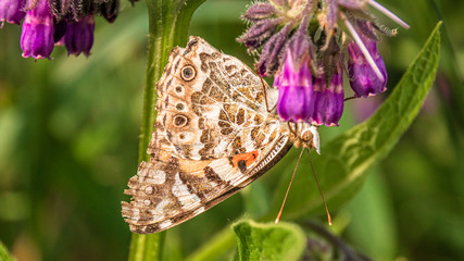 Macro of a cosmopolitan butterfly on a flower
