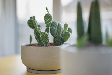 Opuntia or Bunny ears cactus in a gray ceramic pot, Opuntia microdasys (Lehm.) Lehm. Ex Pfeiff....