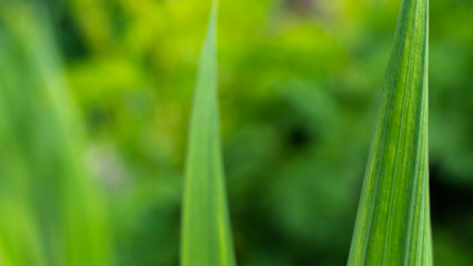 Obraz premium green leaves pattern background. natural background wallpaper. Iris flower leaf.