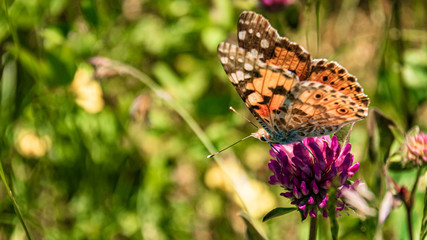 Macro of a cosmopolitan butterfly on a flower
