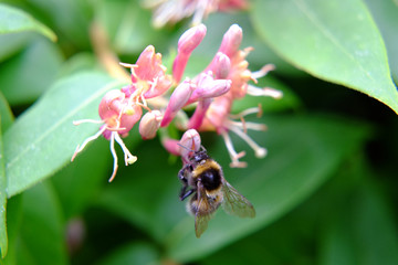 Honeysuckle auch Gartengeißblatt mit Hummel 