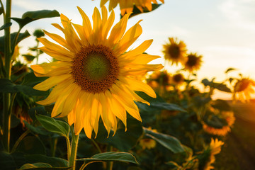 Sunflowers back-lit in golden sunlight