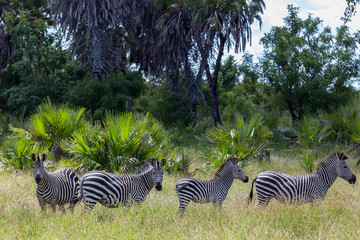 Fototapeta na wymiar small herd of zebra in game reserve