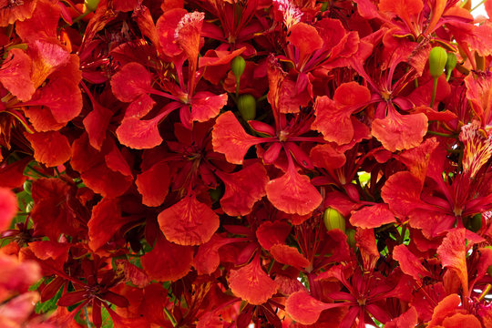 Flammenbaum rot