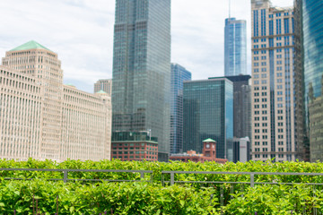 Fototapeta premium Green Hedge with Skyscrapers in the Background along the Chicago River