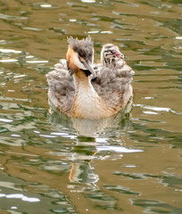 great crested grebe with chicsk on the water