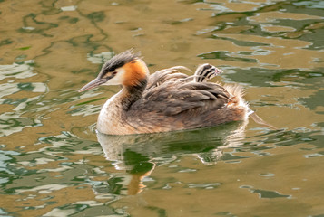 great crested grebe on lake with chick
