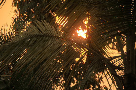 tropikalne późno popołudniowe zachodzące słońce prześwitujące zza liści palmy dające ciepłe przyjemne światło
