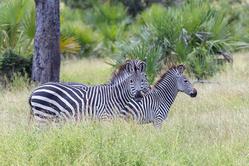 Fototapeta na wymiar game reserve wildlife with two zebra