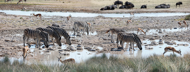 Fototapeta na wymiar african animals at a watering place