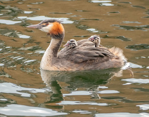 great crested grebe on lake with chicks