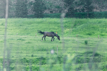 Horse is eating green grass on a farm around the forest. 