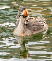 great crested grebe with chicks on lake