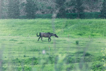 Horse is eating green grass on a farm around the forest. 