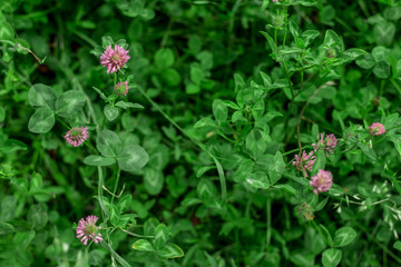 flowers in the garden