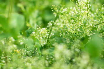 background of green leaves