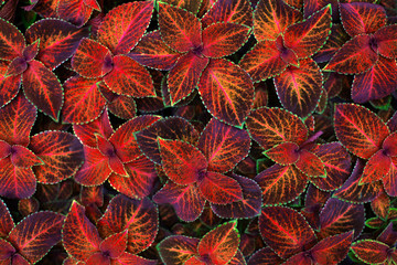 Coleus dark red, pink, black and green leaves decorative background close up, painted nettle plant, exotic orange foliage texture, abstract natural pattern, colorful grunge floral design, copy space