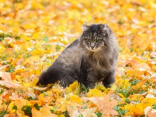 Naklejka na ściany i meble Portrait of beautiful old cat on the autumn walk