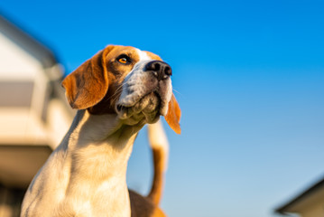 Beagle dog against blue sky in summer.