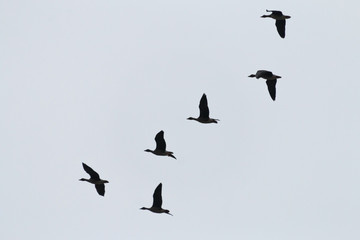 Schwarm Gänse fliegend