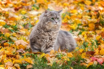 Naklejka na ściany i meble Portrait of beautiful gray kitty on the autumn foliage