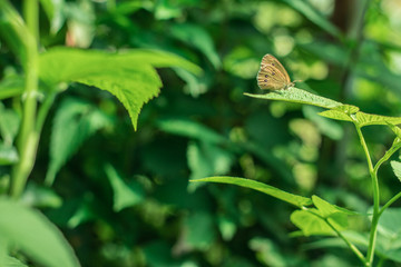 frog on leaf