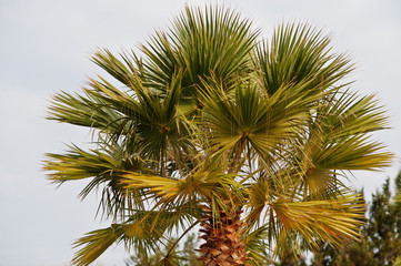 Fototapeta na wymiar One top of palm tree in white sky at sunset.