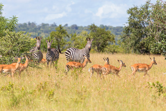 game reserve wildlife showing zebra