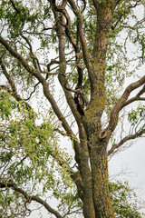 Buntspecht an einer Weide