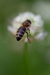 Bee on its way to a white flower